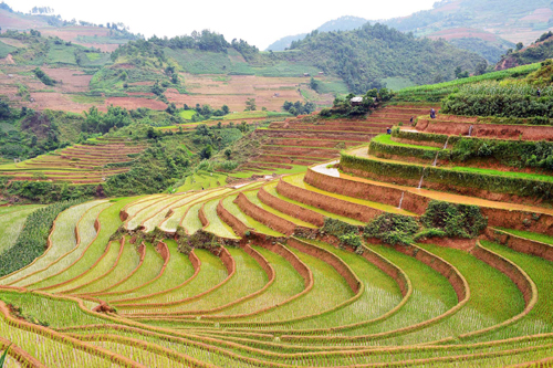 Thưởng thức ruộng bậc thang trên Mù Cang Chải ảnh 1